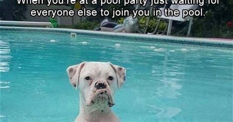 Lol Funny Meme About Pool Party Ft Funny Dog