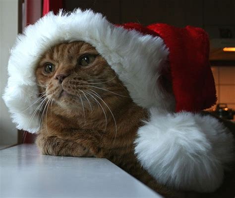 Ten Cats In Santa Hats To Make Anyone Smile This Festive Season