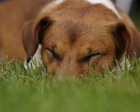 Desktop Wallpaper Dog Grass Relaxed Asleep Hd Image Picture