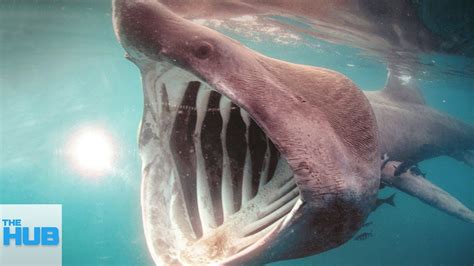 The Most Rare Shark Species Hidden In The Ocean Deadly Animals