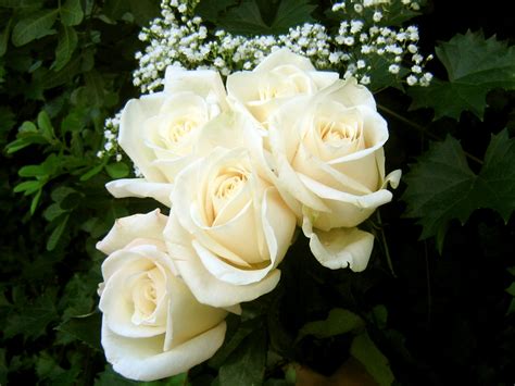 Flowers Wallpapers White Roses Flowers Wallpapers