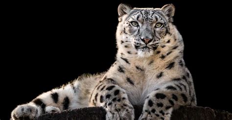 10 Incredible Snow Leopard Facts Unianimal