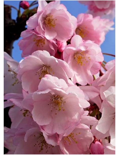 Prunus Accolade Cerisier à Fleurs Du Japon Accolade