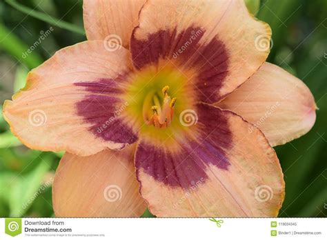 Very Pretty Lilly Close Up In My Garden Stock Image Image Of Sweet
