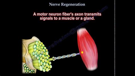 Nerve Regeneration Everything You Need To Know Dr Nabil Ebraheim