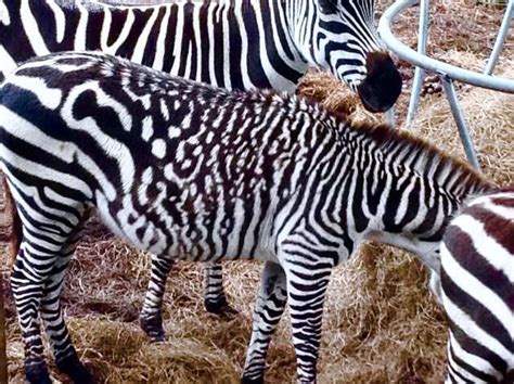 Zebra Color Mutation Weird Animals Unique Animals Rare Animals