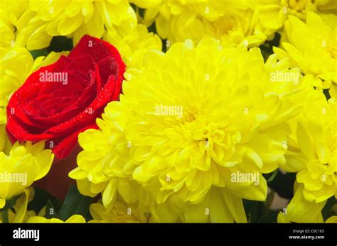 Bouquet From Yellow Chrysanthemums And A Red Rose Stock Photo Alamy