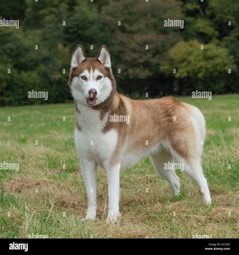 Siberian Husky Stock Photo Alamy