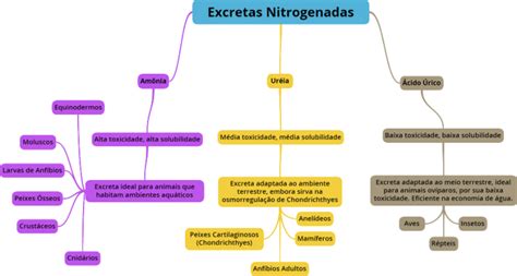 Mapa Mental Excretas Nitrogenadas Descomplica Porn Sex Picture