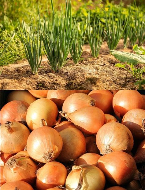 Planting And Growing Guide For Onion Allium Cepa Discover How To