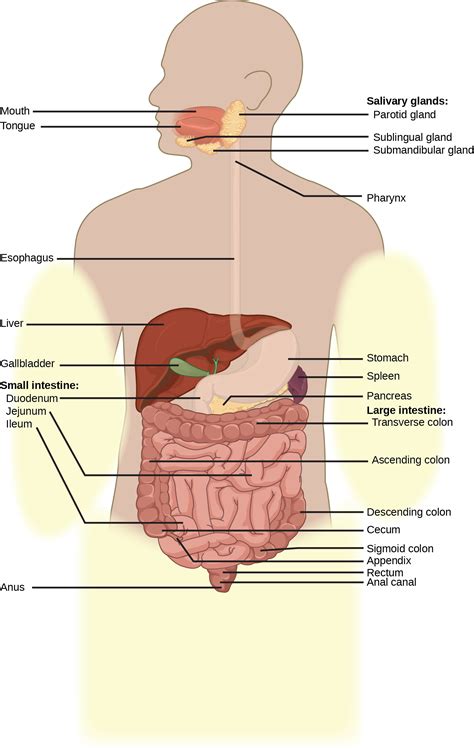 Digestive system parts and functions Digestive Systems - Biology 2e