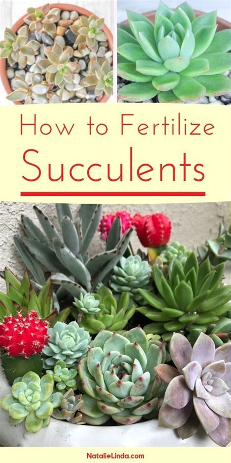 How To Fertilize Succulents Natalie Linda Succulent Landscaping