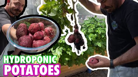 Harvesting Hydroponic Potatoes And Updates Youtube