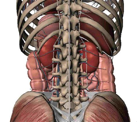 Human Anatomy Abdominal Organs