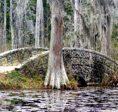 Cypress Swamp Stone Bridge Photograph By Elena Tudor Fine Art America