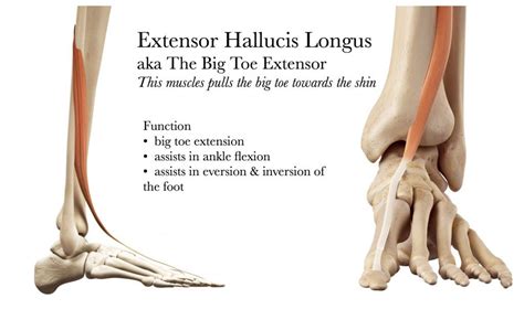 Biggus Dealius Extensor Hallucis Longus Big Toe Foot Health Melt