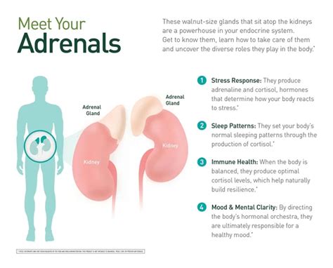 Why Adrenal Gland Health Matters Gaia Herbs