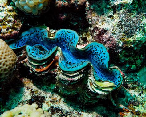 Frontiers The Small Giant Clam Tridacna Maxima Exhibits Minimal Population Genetic Structure