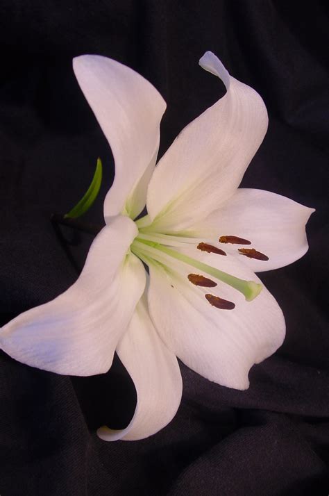 Find images of lily flower. Lily Flowers Photos - FREE High Resolution Downloads