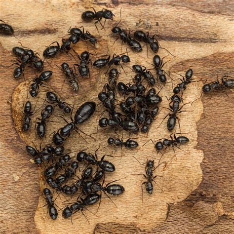 How To Stop Carpenter Ants 5 Natural Methods That Work