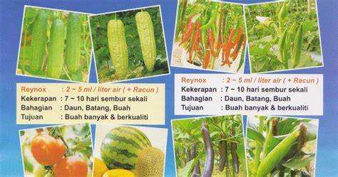 Enam belas peratus daripada penduduk malaysia bekerja melalui sejenis pertanian. Galeri Informasi Terkini ~ Baja Organik Untuk Pertanian Di ...