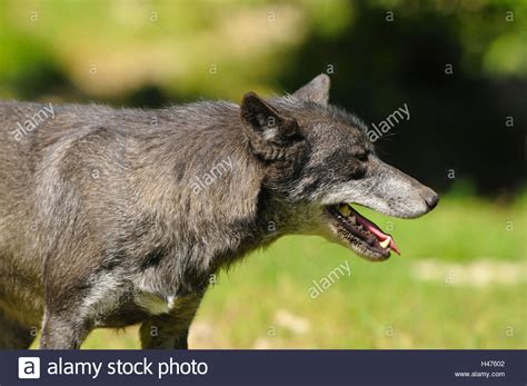 Eastern Timber Wolf Canis Lupus Lycaon Half Portrait Meadow Side