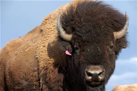 National Mammal Contender The Plains Bison