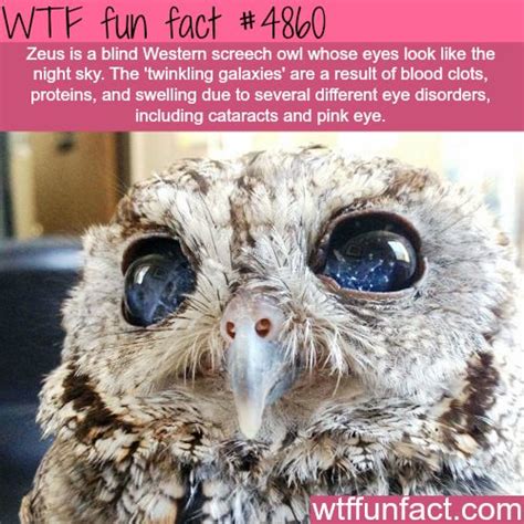35 Fun And Wtf Facts To Expand Your Mind Wow Gallery Ebaums World