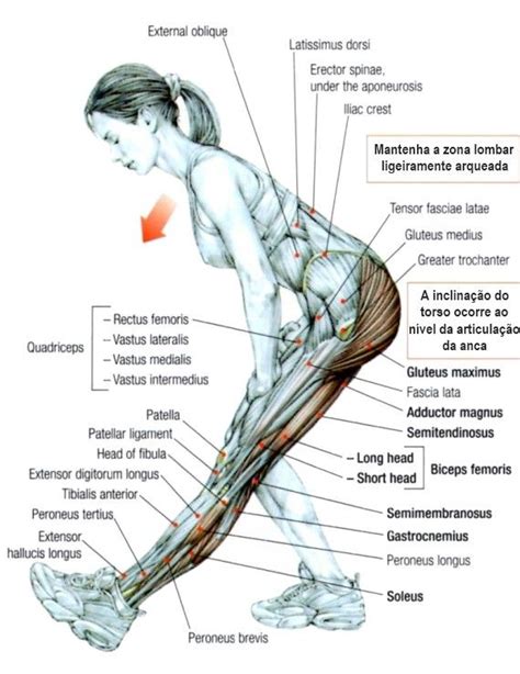 Alongamento Isquiotibiais Muscle Anatomy Body Anatomy Human Anatomy