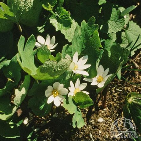 Plant Profile For Sanguinaria Canadensis Bloodroot Perennial