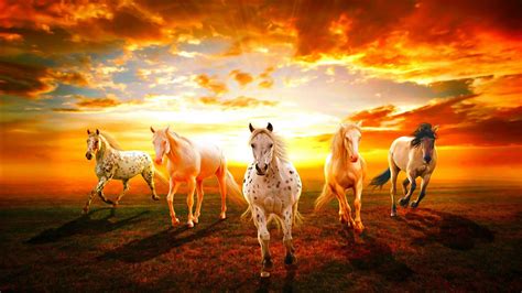 Horses With Background Sunset And Sky With Clouds Hd Horse Wallpapers