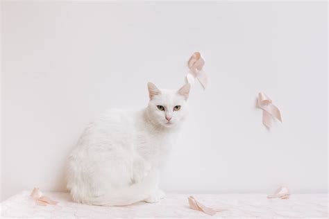 Breast Cancer In Cats Causes Symptoms And Treatment