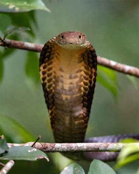 That Time I Came Face To Face With A King Cobra Rpics