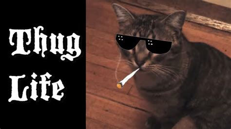 Thug Life With Thug Cat Youtube