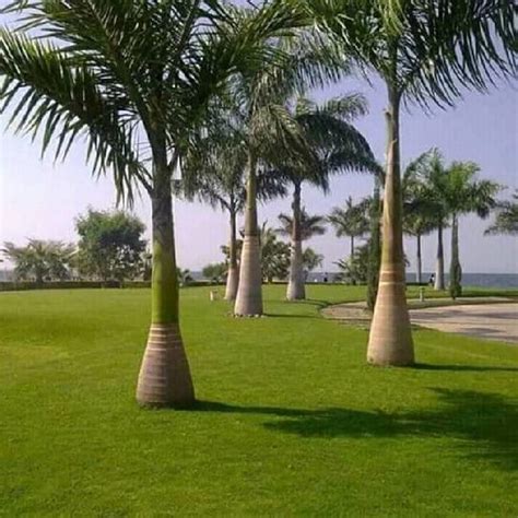 Royal Palms Trees Buy Royal Palms Trees For Best Price At Inr 350 K