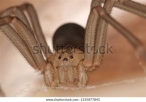 Brown Recluse Spider Loxosceles Reclusa Stock Photo Edit Now 1235877841