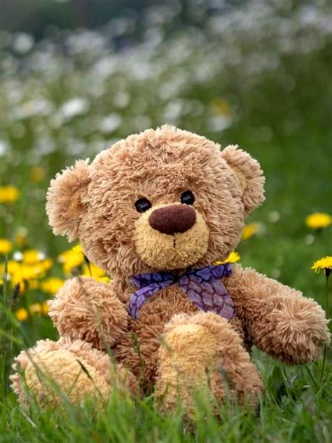 Teddy Bear Pictures Teddy Bear Picnic Bear Wallpaper Cute Teddy