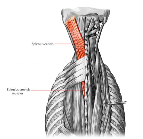 Other muscles are small and cover much less space. Back Muscles - 28 Major 【Muscles of the Back】 - Earth's Lab