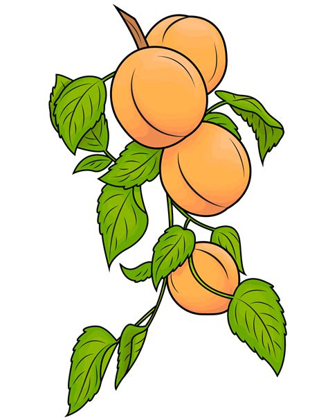 Apricot Clip Art