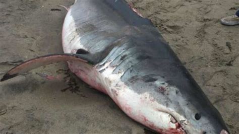 White Shark With Fin Cut Off Found Ashore In Santa Cruz Abc7 San