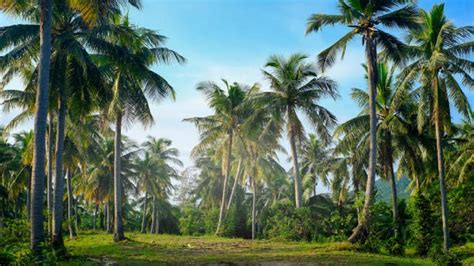 Coconut Farming सबसे लम्बे समय तक फल देता है नारियल का पेड़ कम लागत