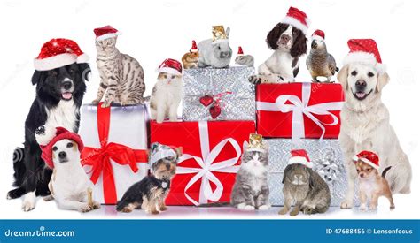 Group Of Pets In A Row With Santa Hats Stock Photo Image Of Clause