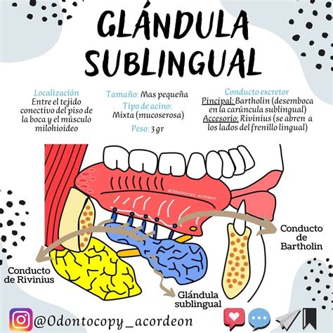 Glándula Sublingual Frenillo Lingual Odontología Notas