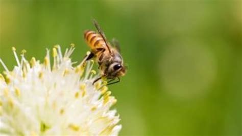 Man Lets Bees Sting His Genitals For Science The Week