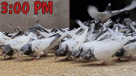 How To Feed Pigeons Best Pigeon Food Youtube