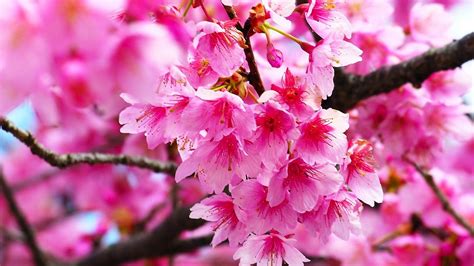 And receive a monthly newsletter with our best high quality wallpapers. Pink Cherry Blossom Wallpaper HD | 2020 Cute Wallpapers