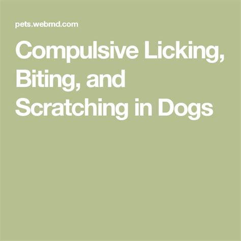 Compulsive Licking Biting And Scratching In Dogs Licking