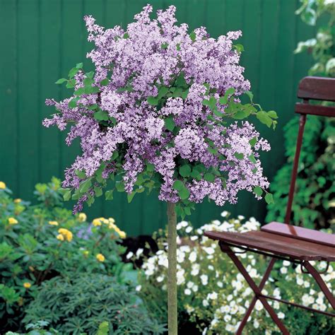 Dwarf lilacs are not the same species as old fashioned common or french lilacs. OgrodKroton.pl - Lilak zwyczajny Sensation na pniu ...
