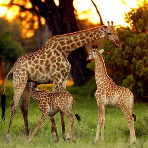 Collection Of The Most Beautiful Giraffe Images