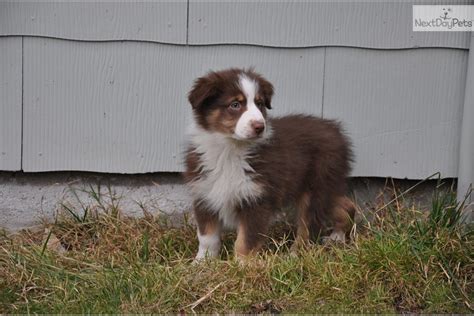 Upon arrival, we will allow your dog and your other pets to get used to us. Australian Shepherd puppy for sale near Spokane / Coeur D ...
